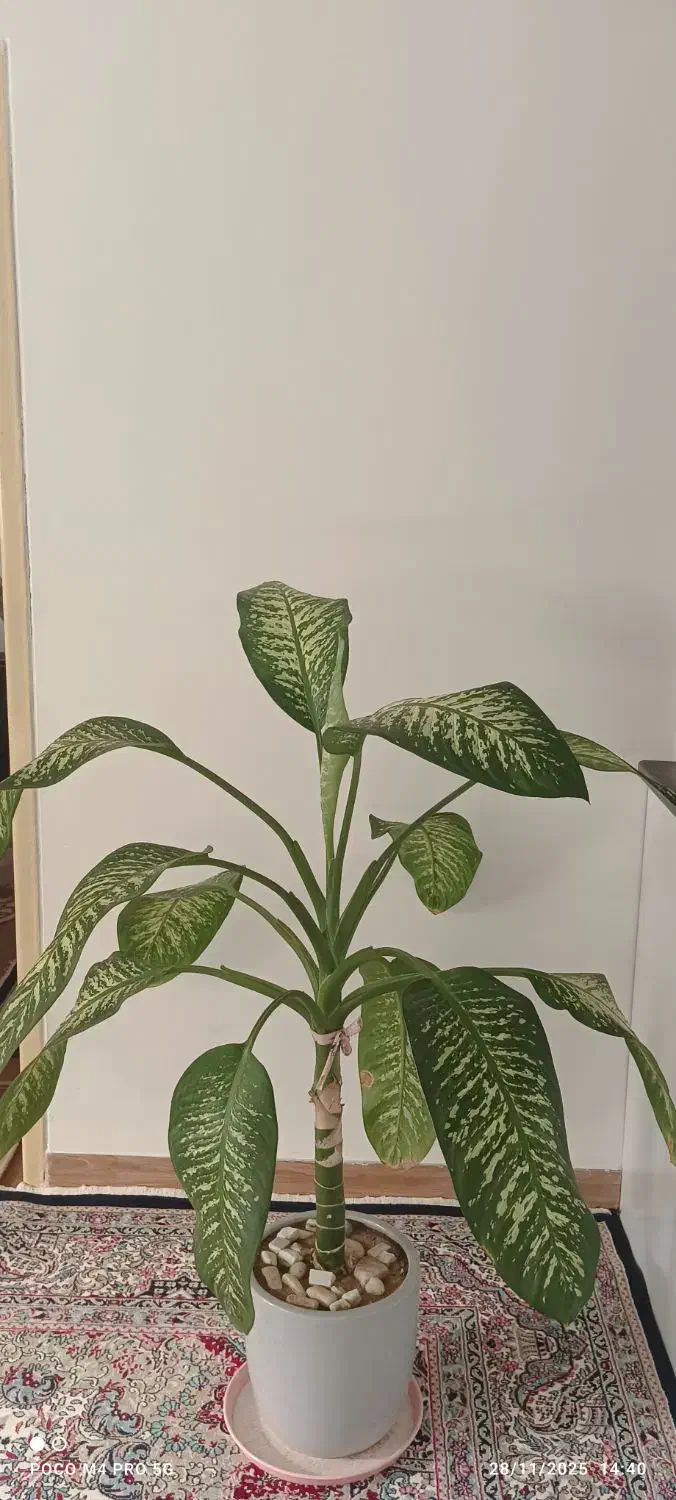 دیفن باخلیای نژاد پهن برگ|گل و گیاه طبیعی|قروه, |دیوار