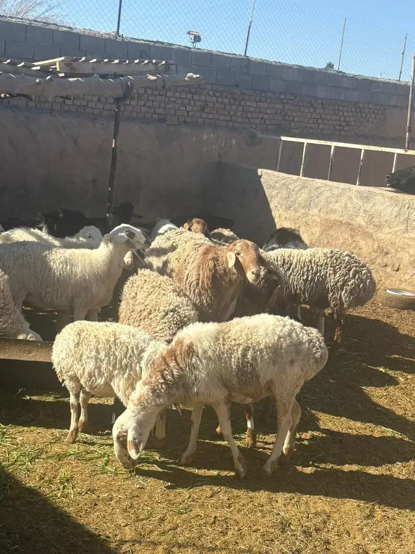 بره نره مناسب تخم و کشتار|حیوانات مزرعه|جلگه ماژان, |دیوار