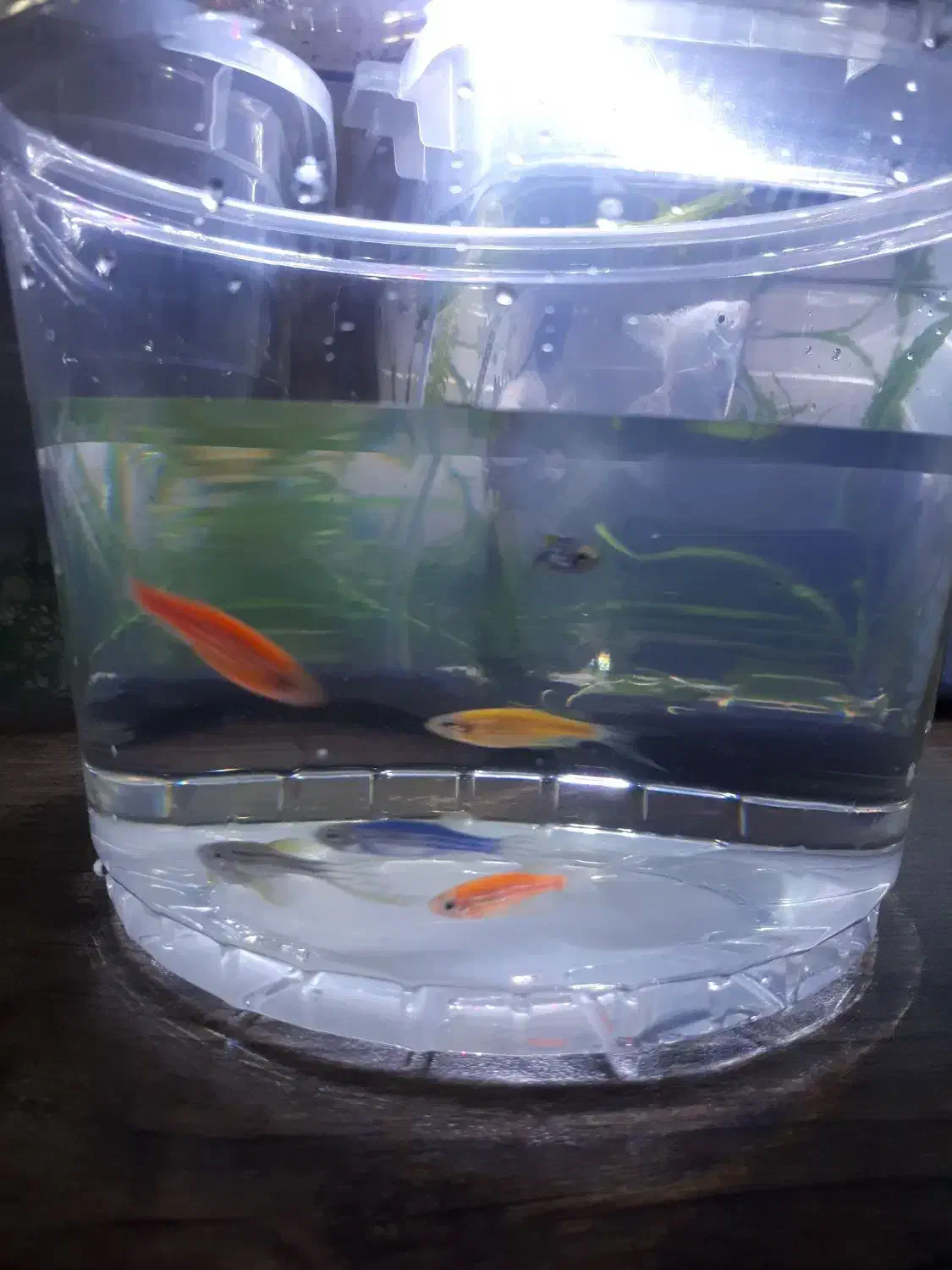 تعدادی ماهی آکواریوم|ماهی|قائم‌شهر, |دیوار