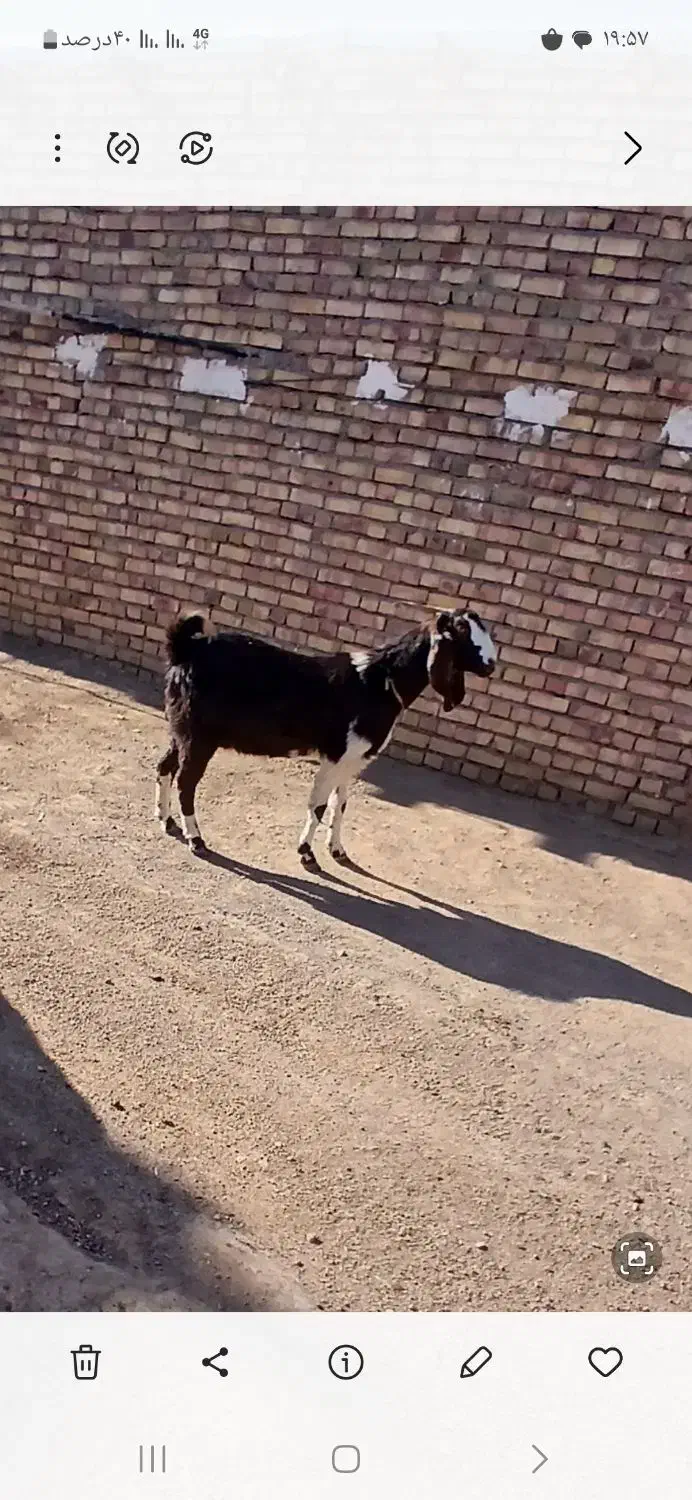 13م|حیوانات مزرعه|تربت جام, معدآباد|دیوار