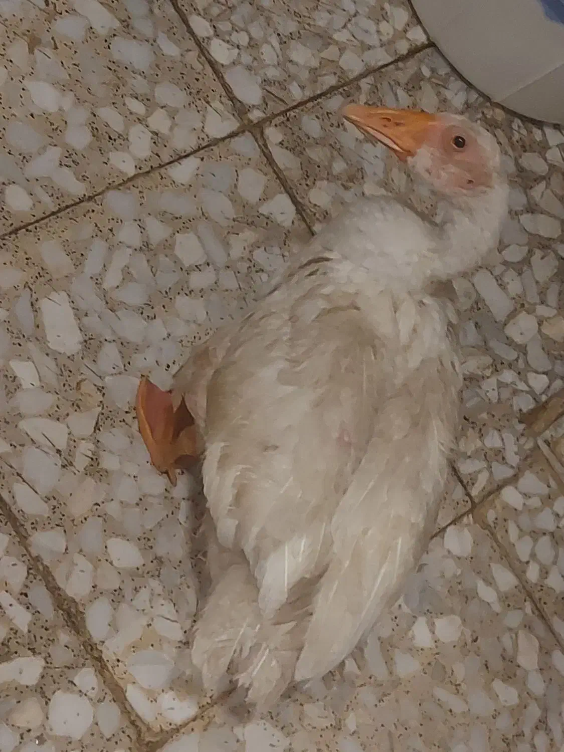 جوجه غاز|پرنده|اهواز, گلدشت|دیوار