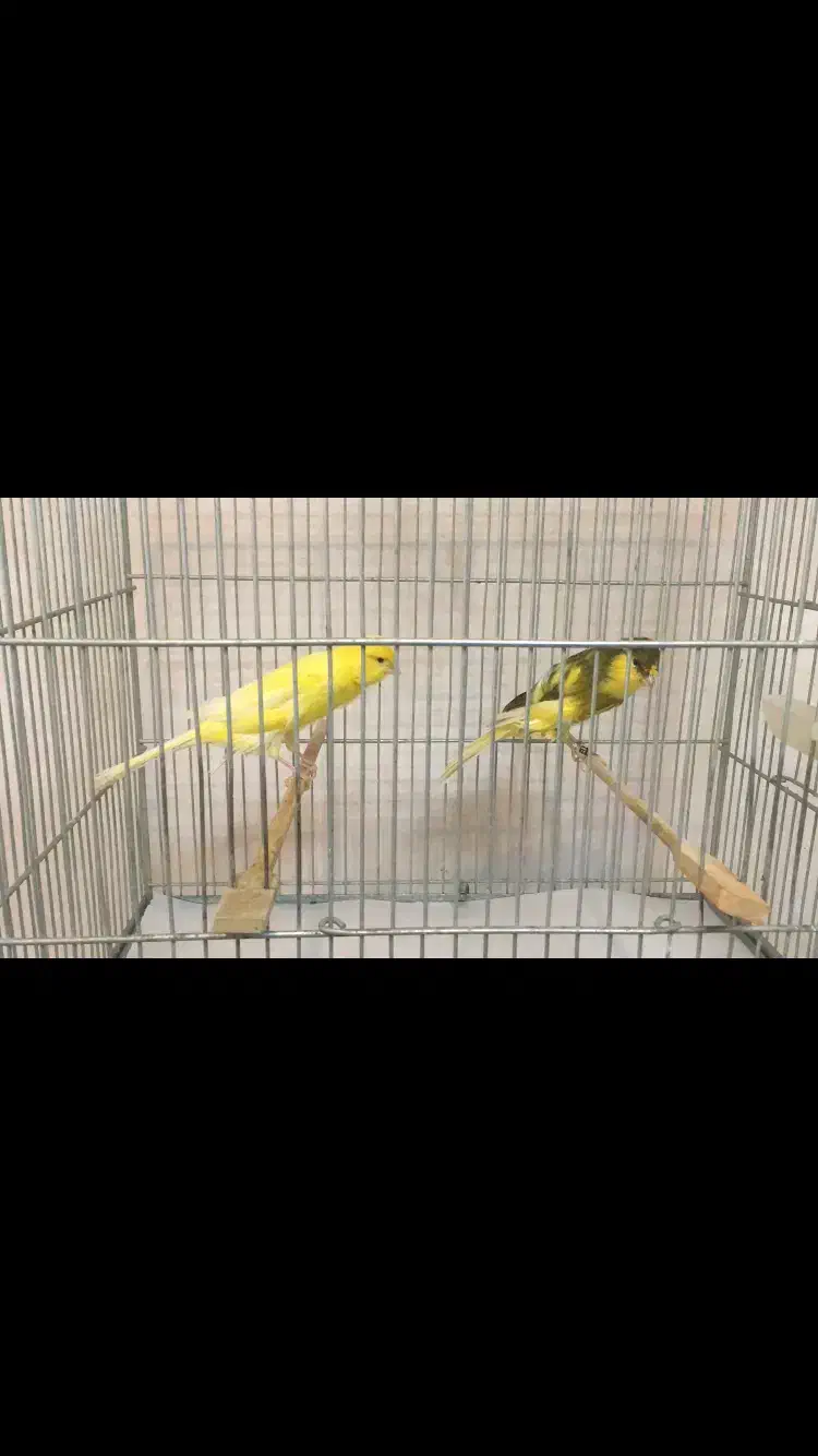 قناری رسمی بلند|پرنده|ری, علایین|دیوار