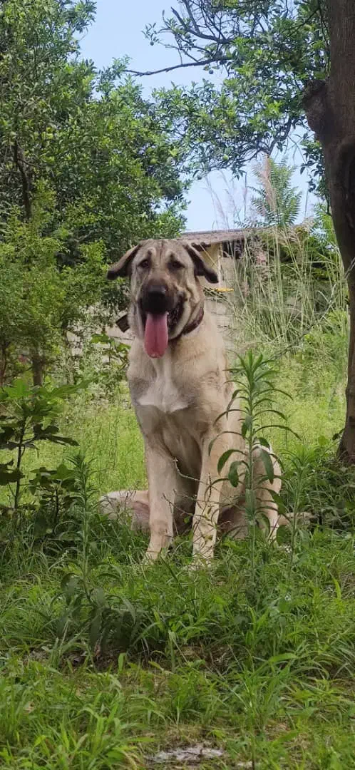 واگذاری ماده پژدر ،عراقی|سگ|رودسر, |دیوار