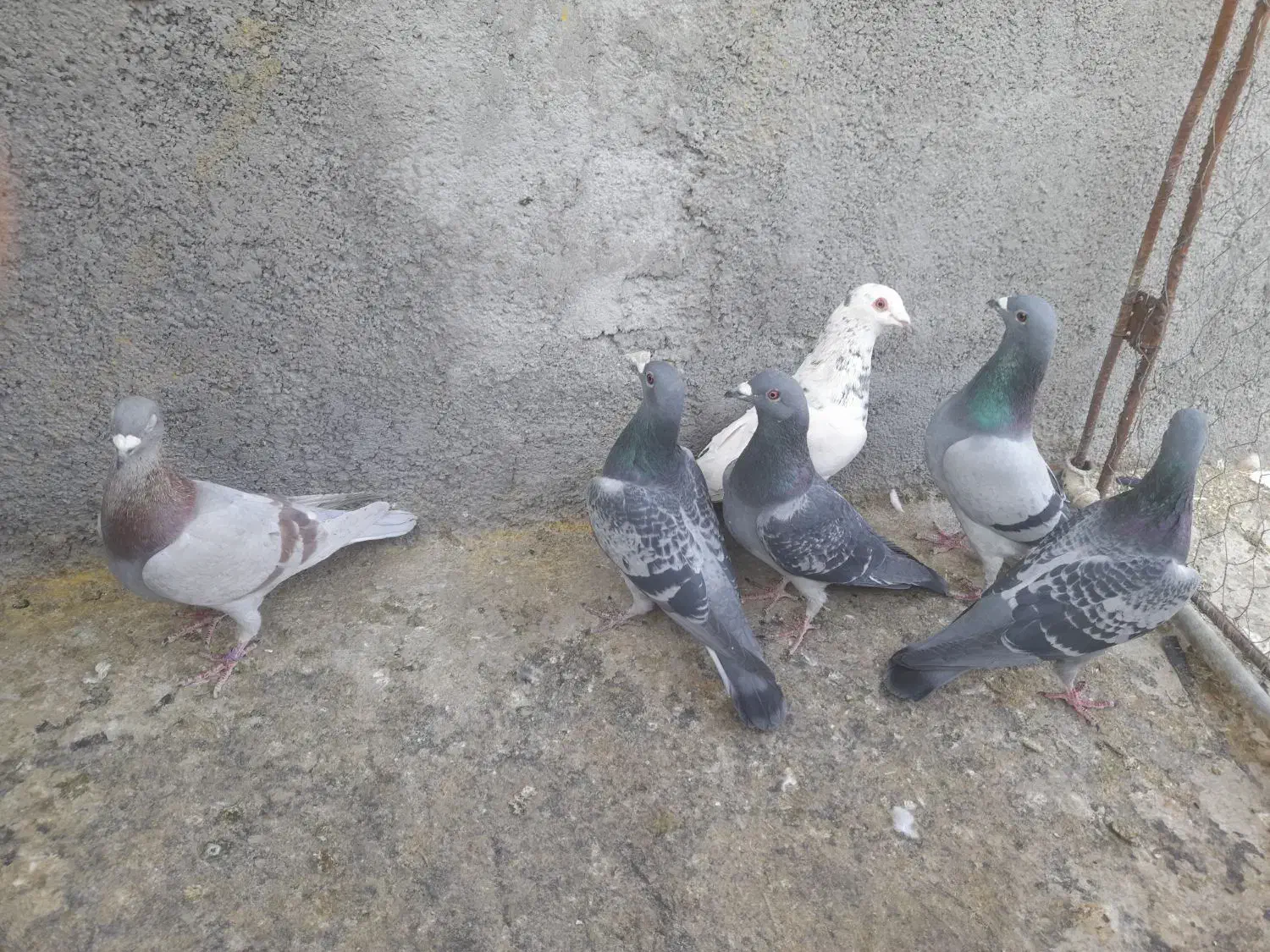 کبوتر پلاکی|پرنده|لنجان, |دیوار