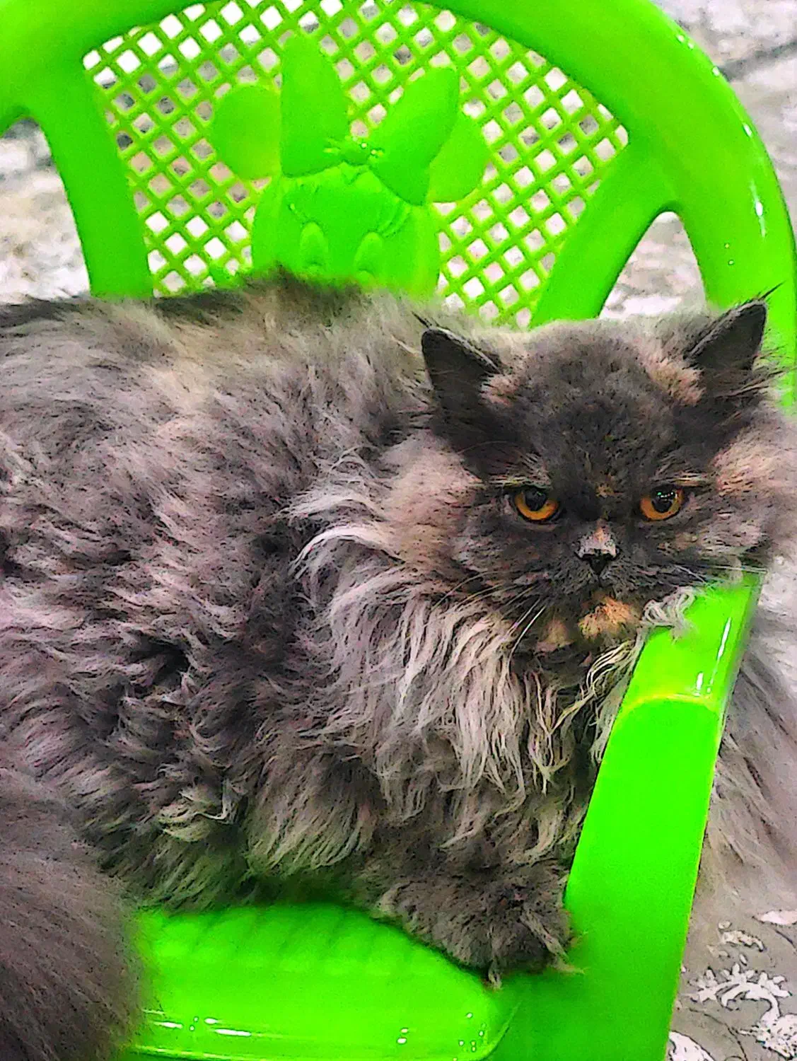 گربه پرشین اسکاتیش ماده|گربه|بندرعباس, |دیوار