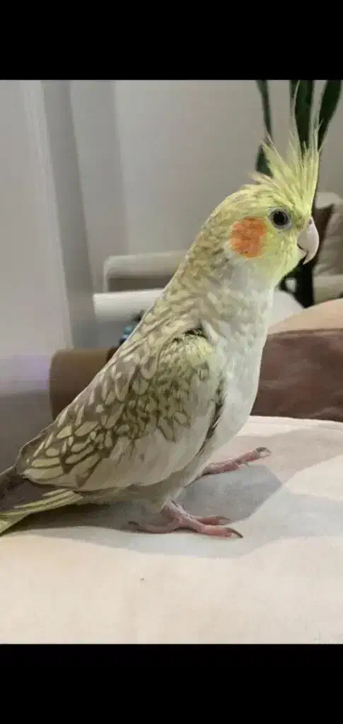 عروس هلندی نر و ماده، تخم گذار|پرنده|قائم‌شهر, |دیوار