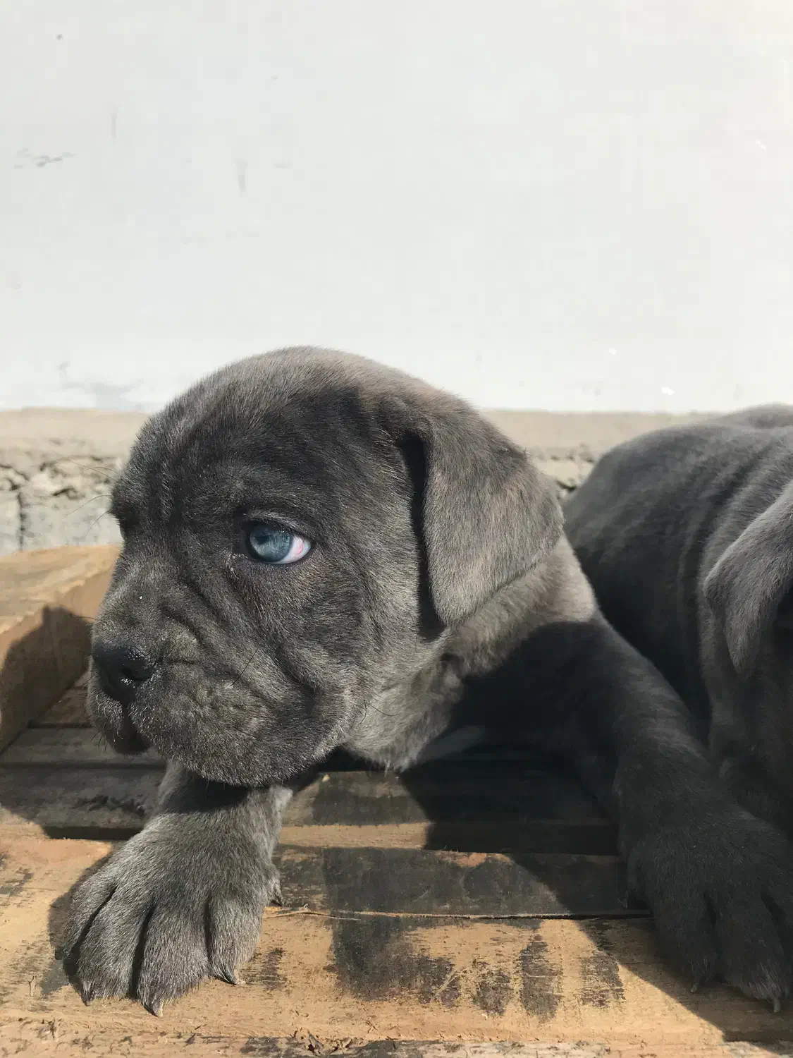 واگذاری کنکورسو|سگ|کرمان, |دیوار