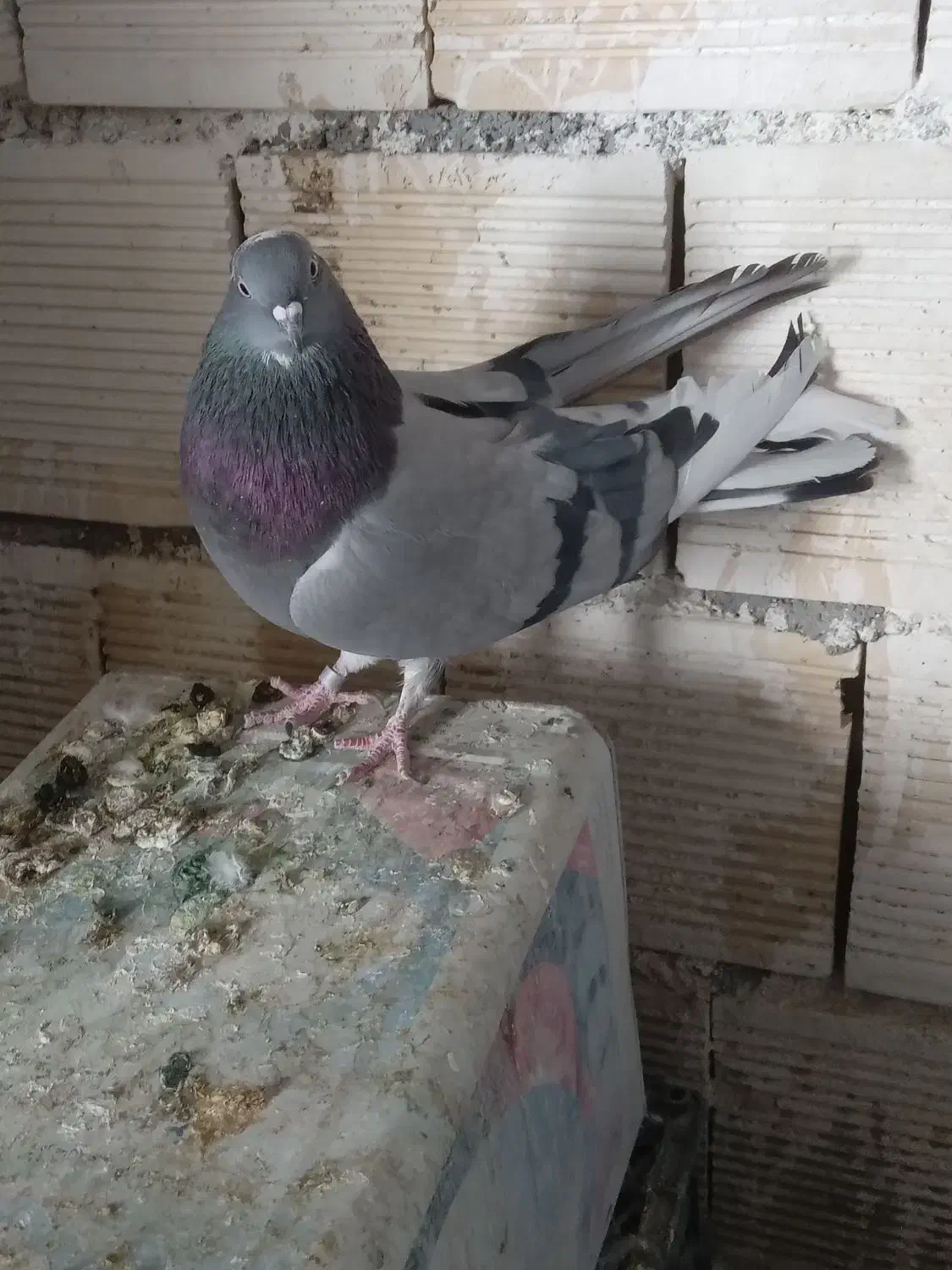 ماده نقره ای و قارایی|پرنده|سامان, |دیوار