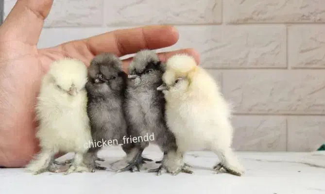 جفت مرغ و خروس زینتی و جوجه ابریشمی و تخم نطفه دار|حیوانات مزرعه|اصفهان, بهارانچی|دیوار