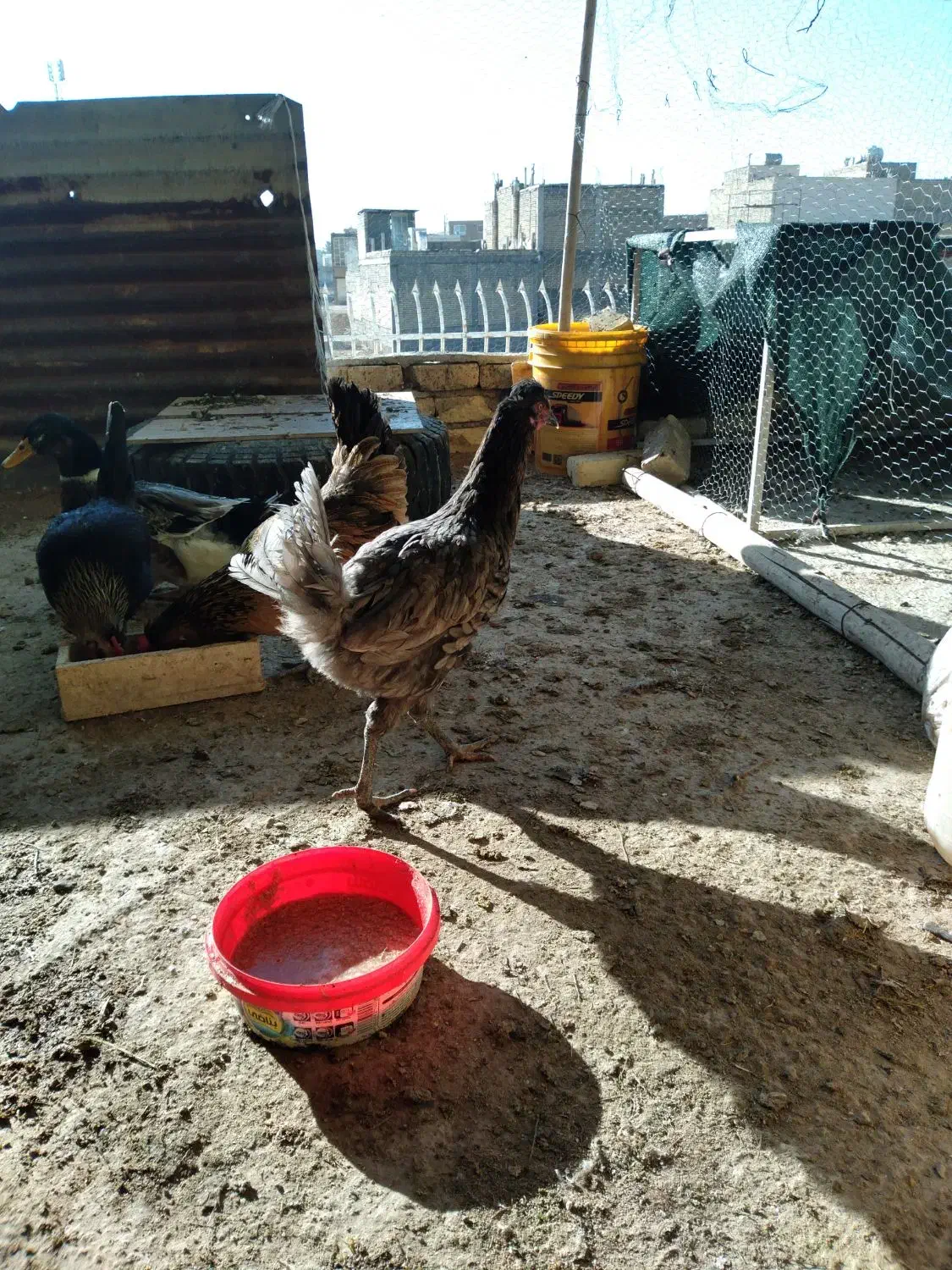 مرغ|حیوانات مزرعه|خمینیشهر, |دیوار