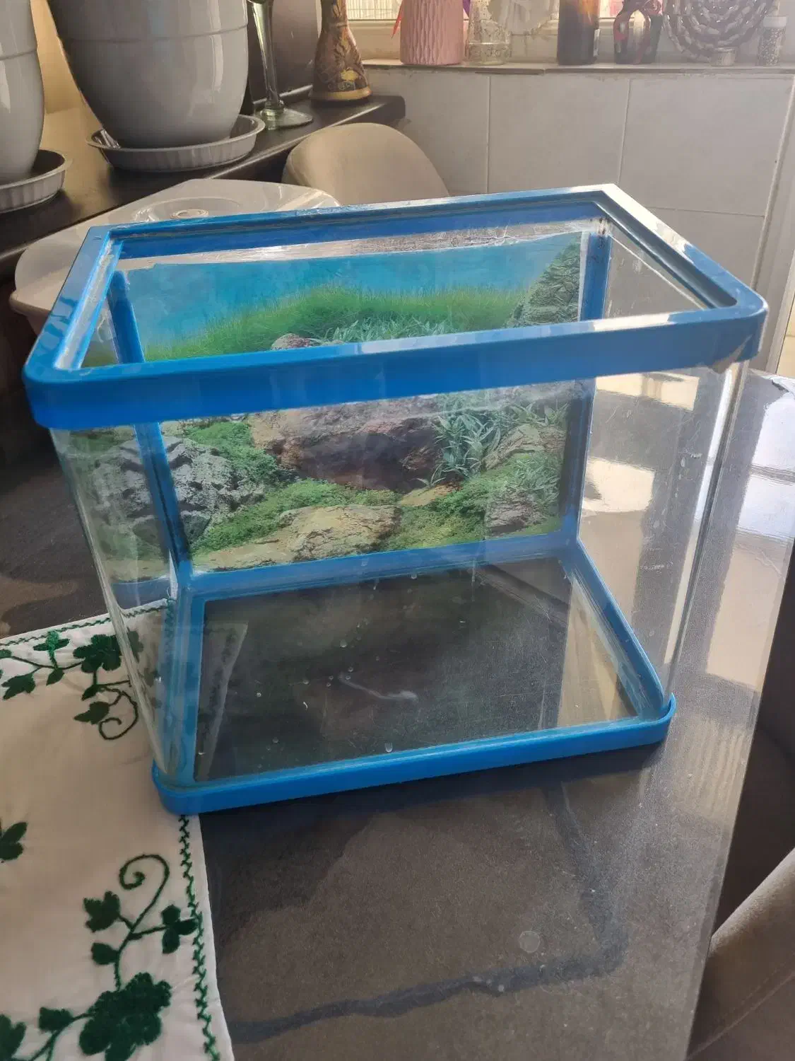 آکواریوم چینی|ماهی|بیرجند, |دیوار