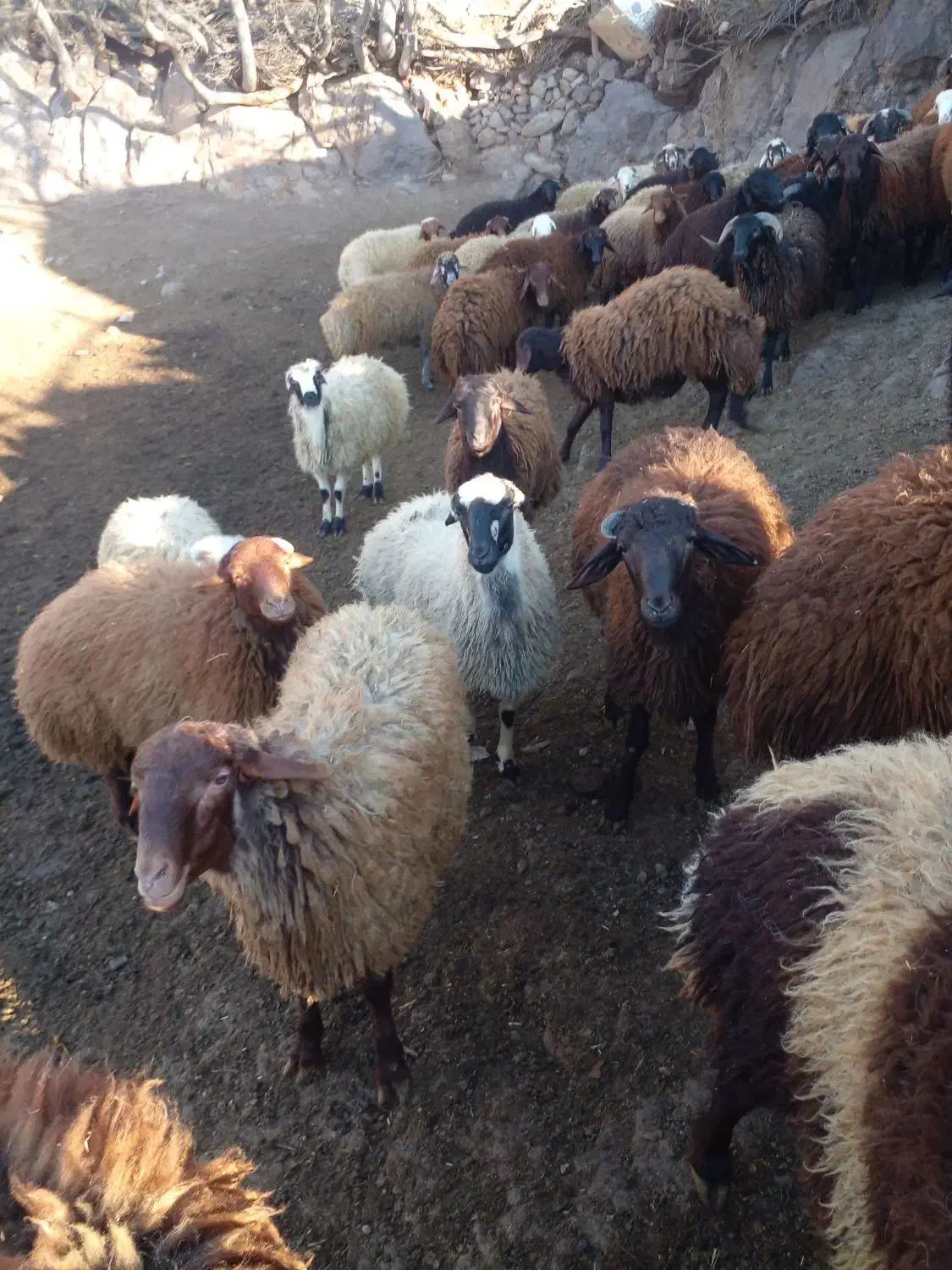 بره نر|حیوانات مزرعه|رودبار, |دیوار