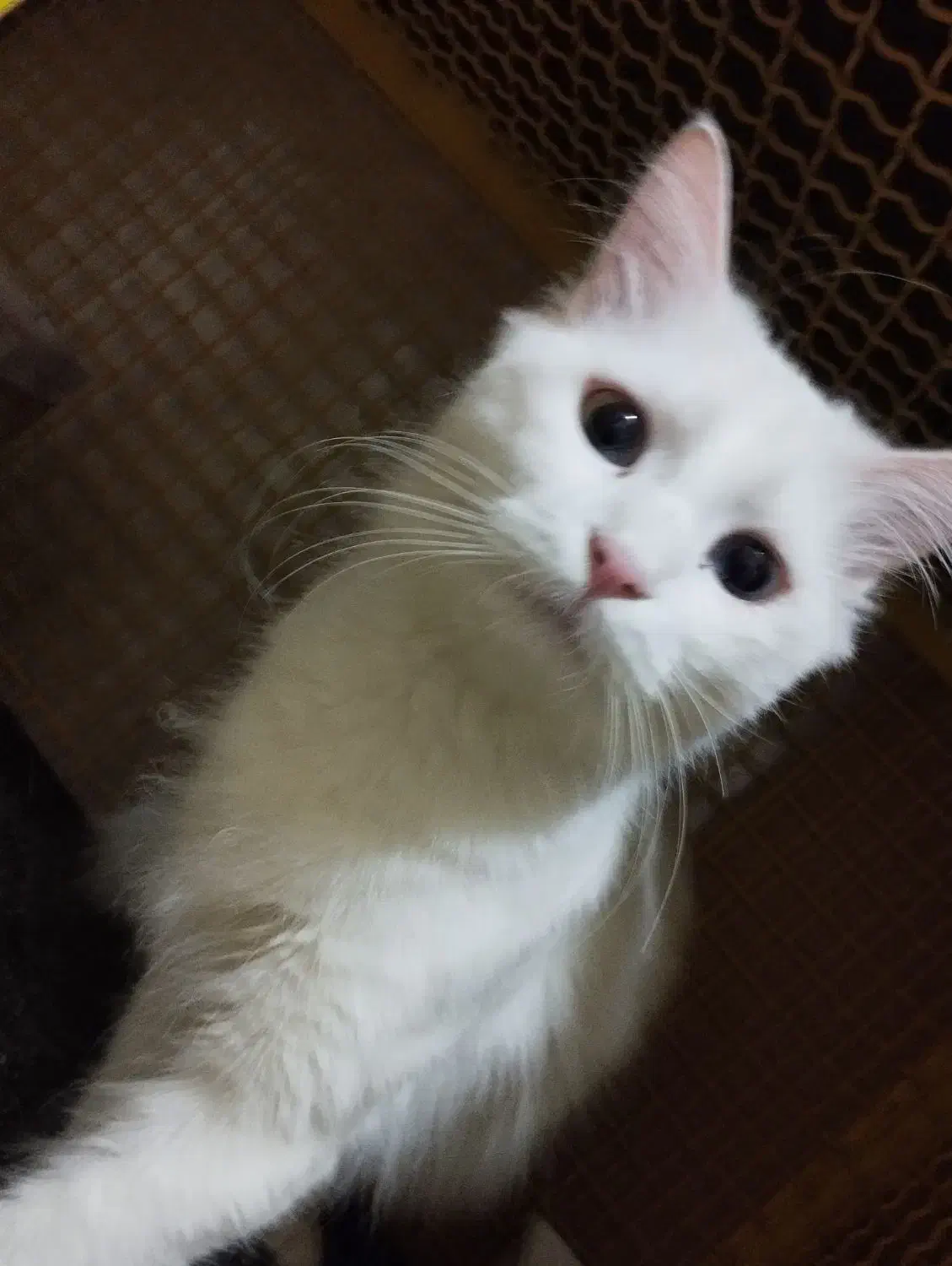 پرشین کلاسیک با سابقه زایمان موفق|گربه|تبریز, |دیوار