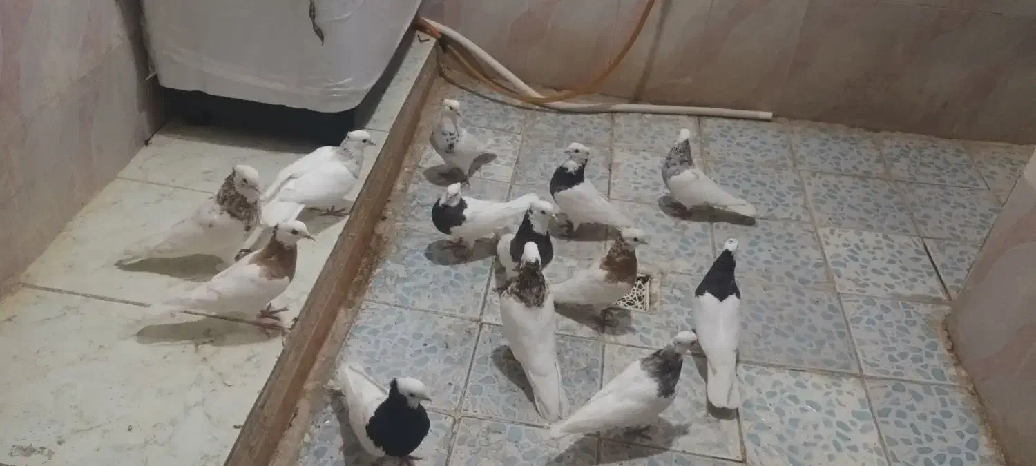 کبوتر توقی|پرنده|کارون, |دیوار