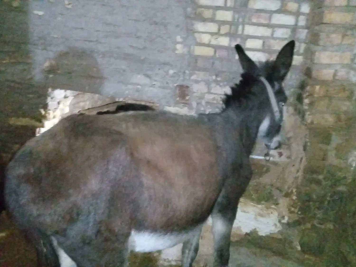 خرجوان|حیوانات مزرعه|ایجرود, |دیوار