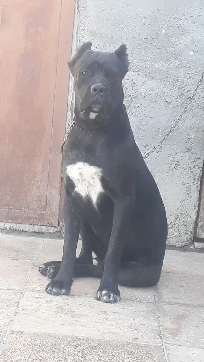 کنکورسو جنسیت نر|سگ|کرمانشاه, |دیوار