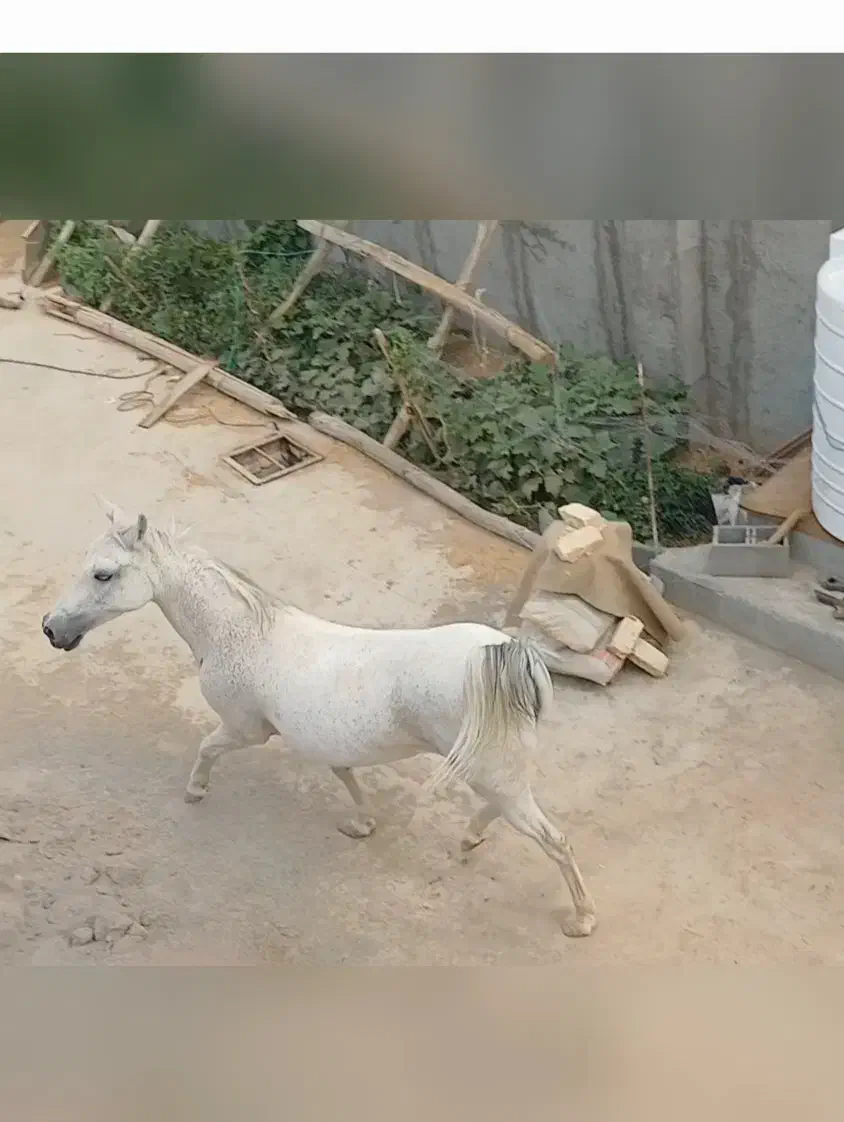 فروش اسب مادیان ترکی|اسب و تجهیزات اسبسواری|شهرضا, |دیوار