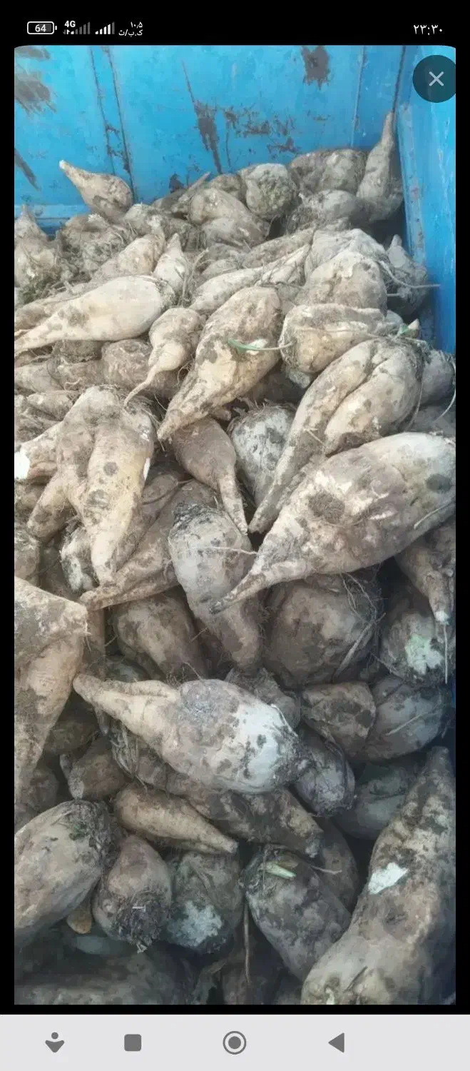 چغندر|حراج|طاغنکوه, |دیوار