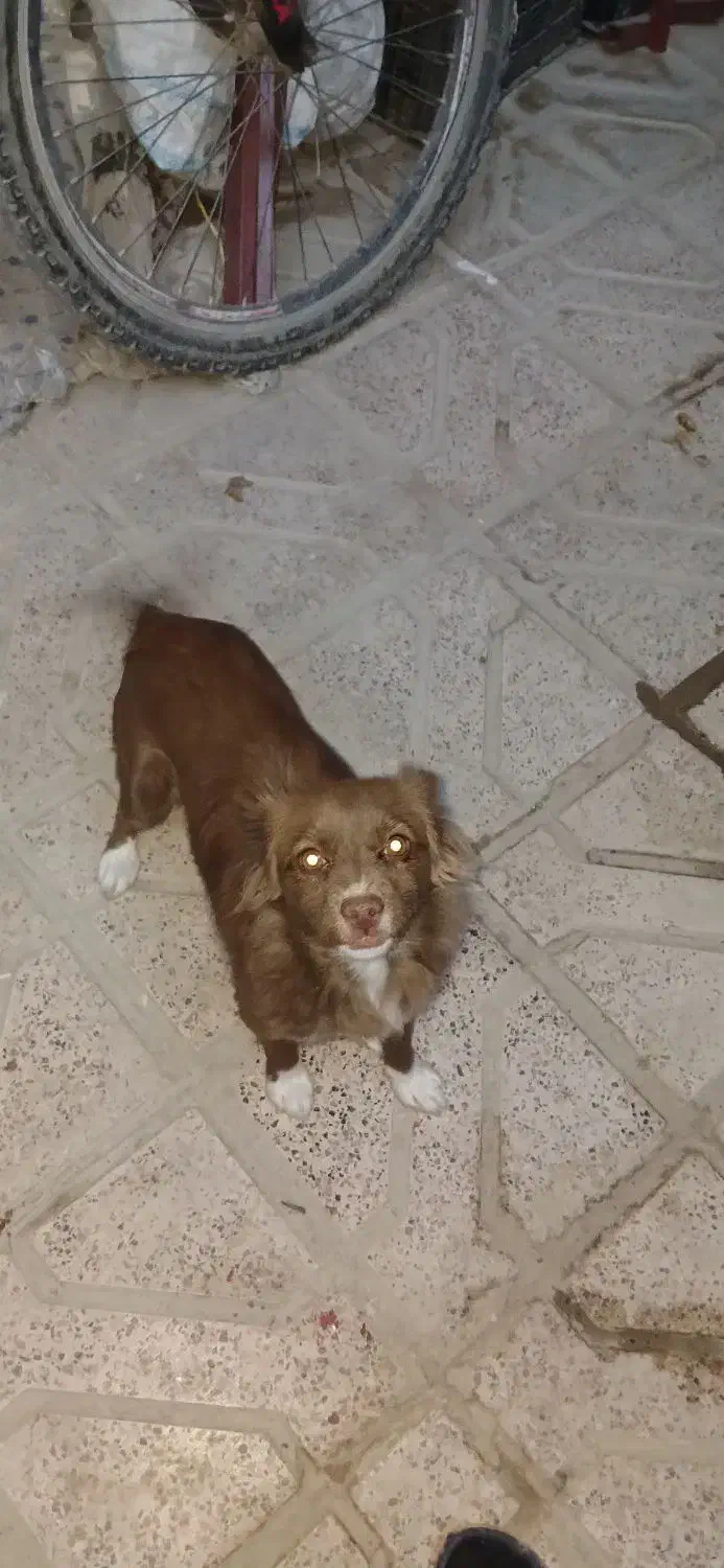 سگ پا کوتاه|سگ|شیروان (خراسان), |دیوار