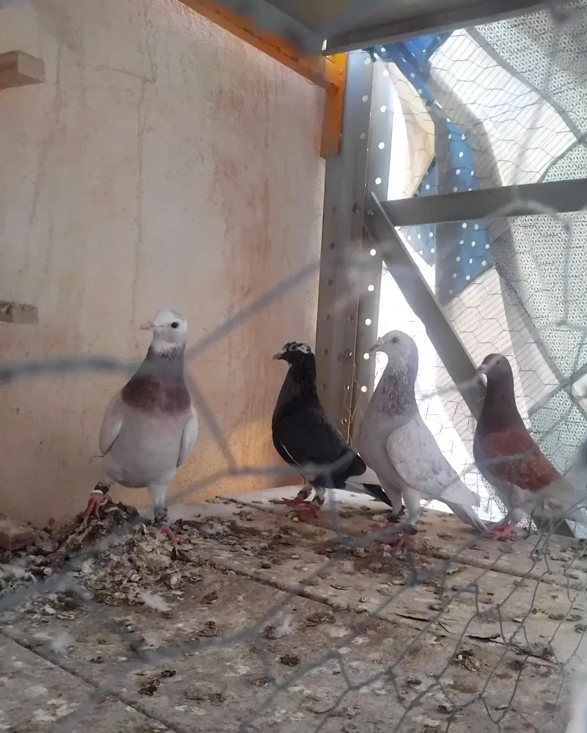 کبوتر|پرنده|بجنورد, |دیوار