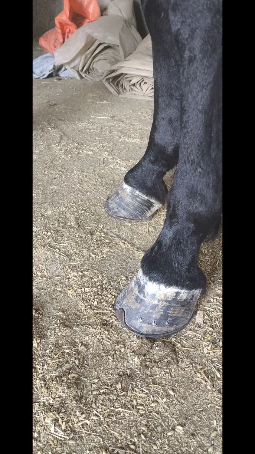 نعل بندی اسب|اسب و تجهیزات اسبسواری|نجفآباد, طالقانی|دیوار