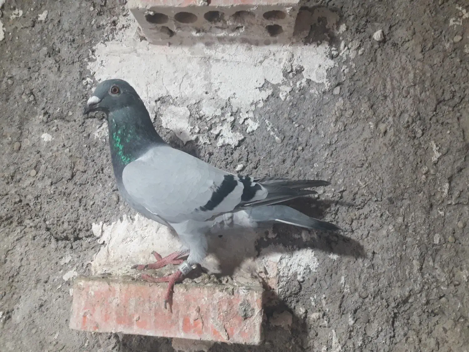 پلاکی طوقی|پرنده|مسجد سلیمان, |دیوار