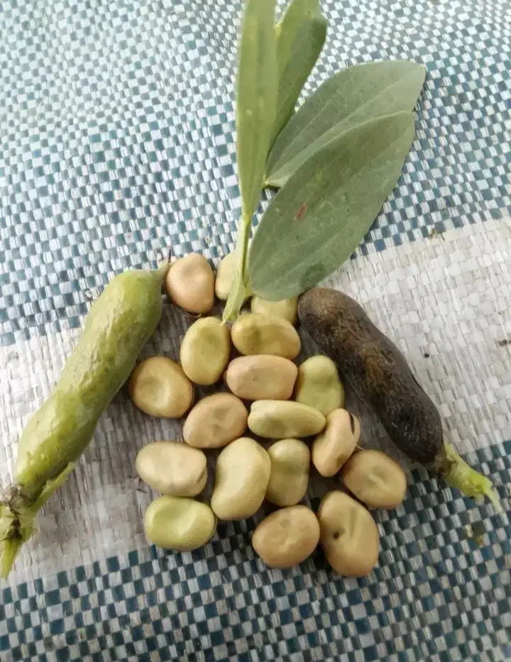 پخش باقالی خشک|خوردنی و آشامیدنی|تهران, انبار نفت|دیوار