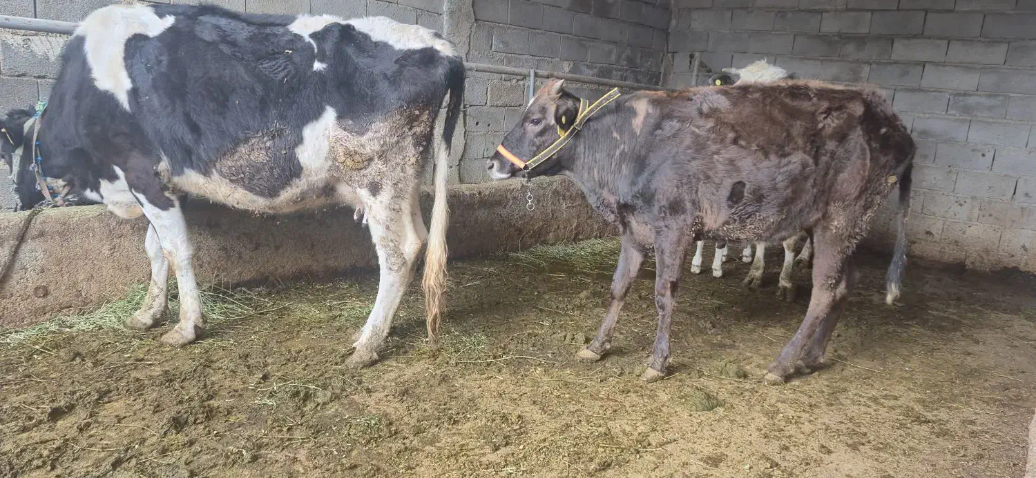 گاو ابستن|حیوانات مزرعه|مسجد سلیمان, |دیوار