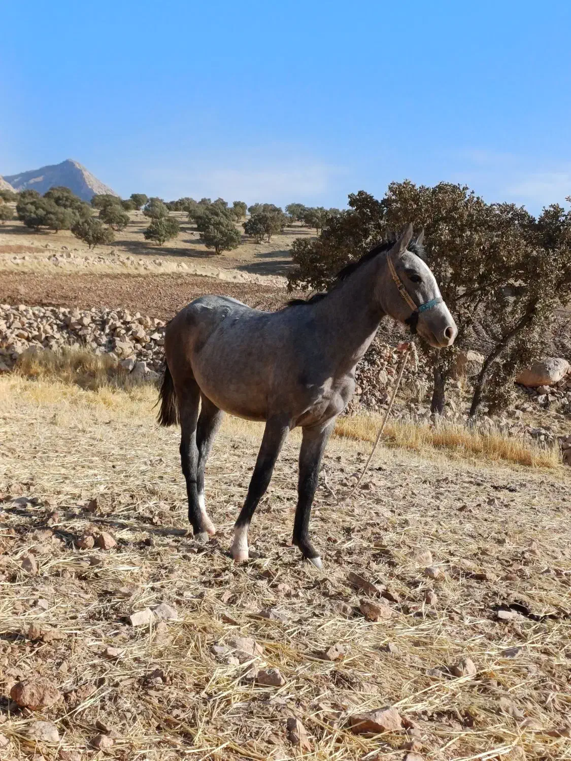 اسب مادیان|اسب و تجهیزات اسب‌سواری|سرپل ذهاب, |دیوار