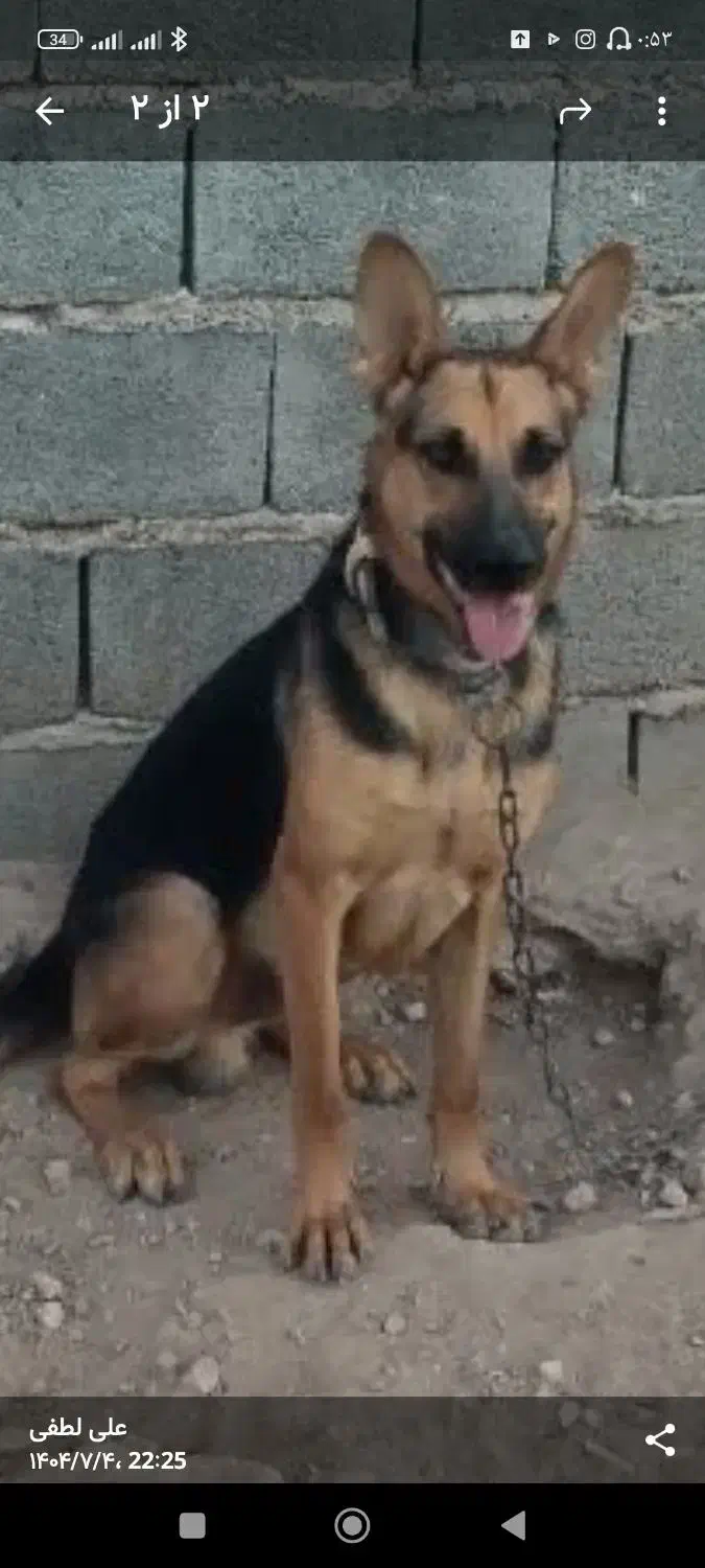 سگ ژرمن|سگ|طبس, |دیوار