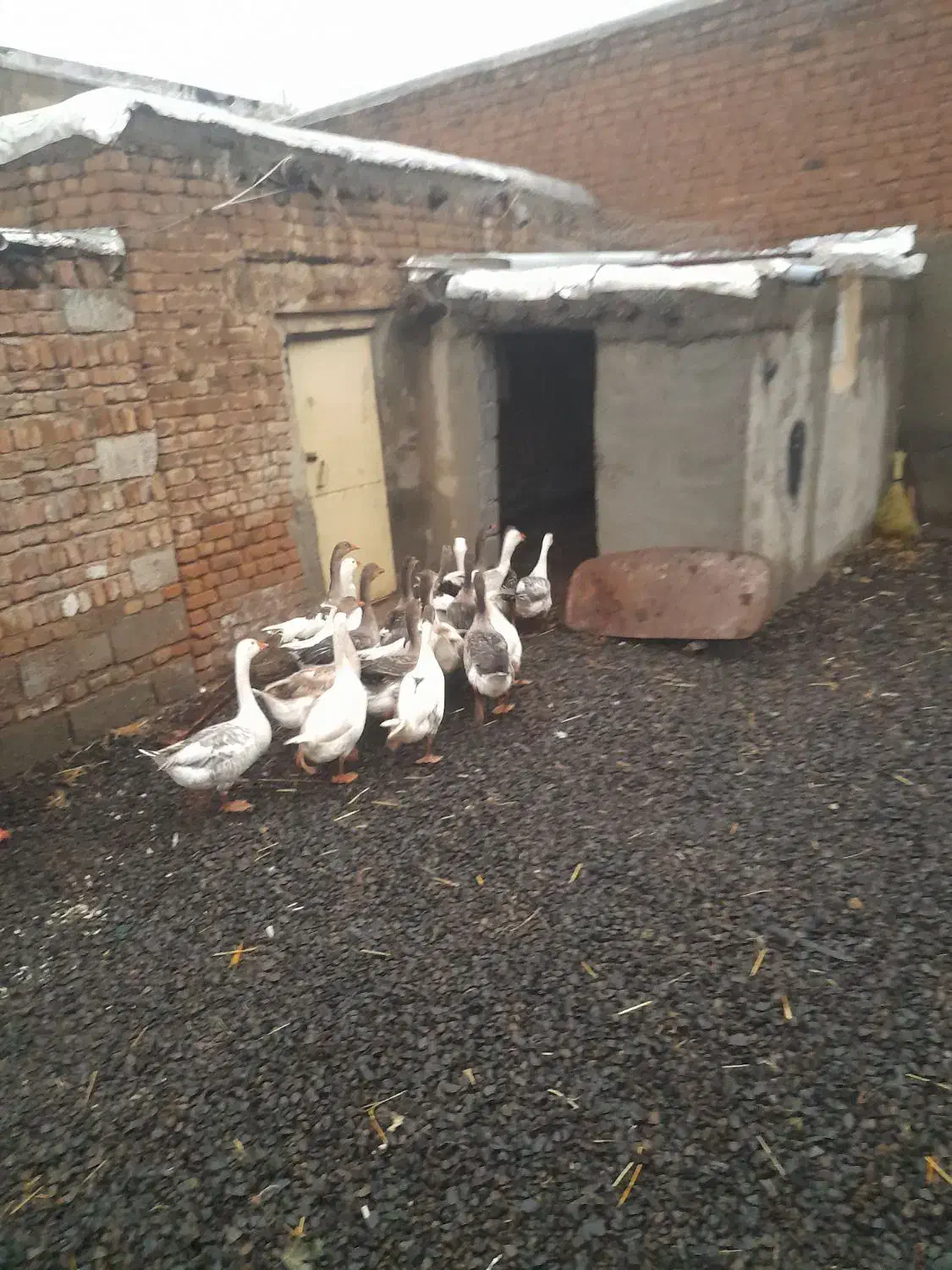 غاز محلی|حیوانات مزرعه|نمین, |دیوار