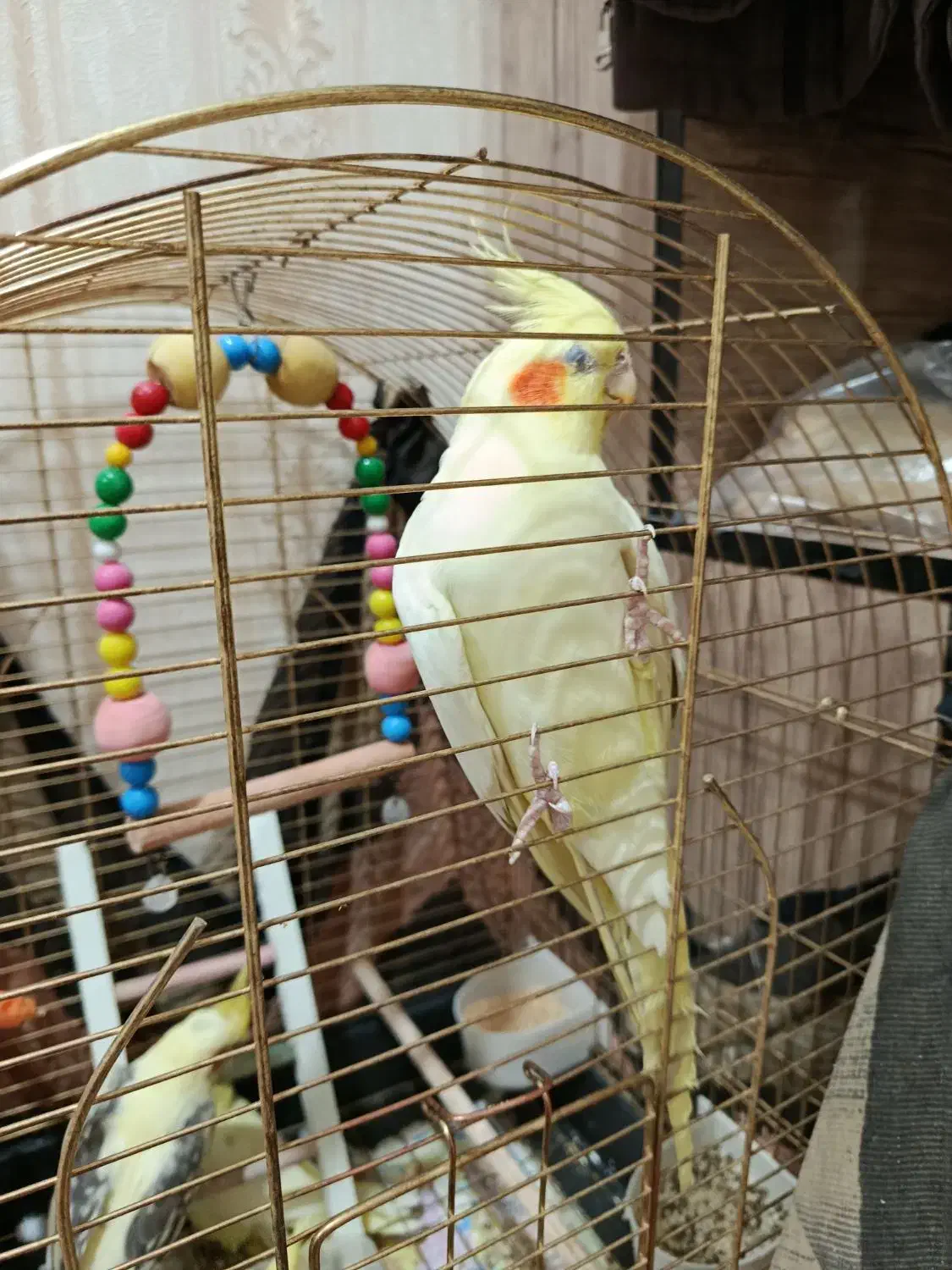 عروس هلندی|پرنده|قم, پردیسان|دیوار