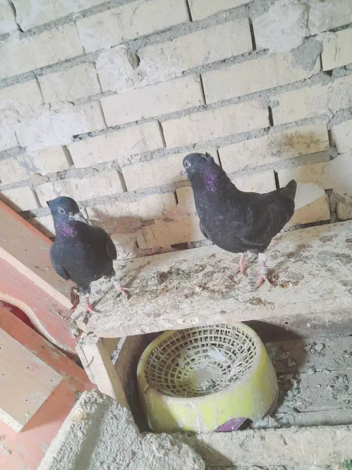 جفت دم سفید|پرنده|رامشیر, |دیوار