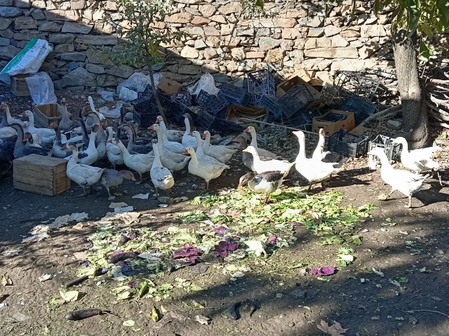 29قازمحلی|حیوانات مزرعه|مریوان, |دیوار