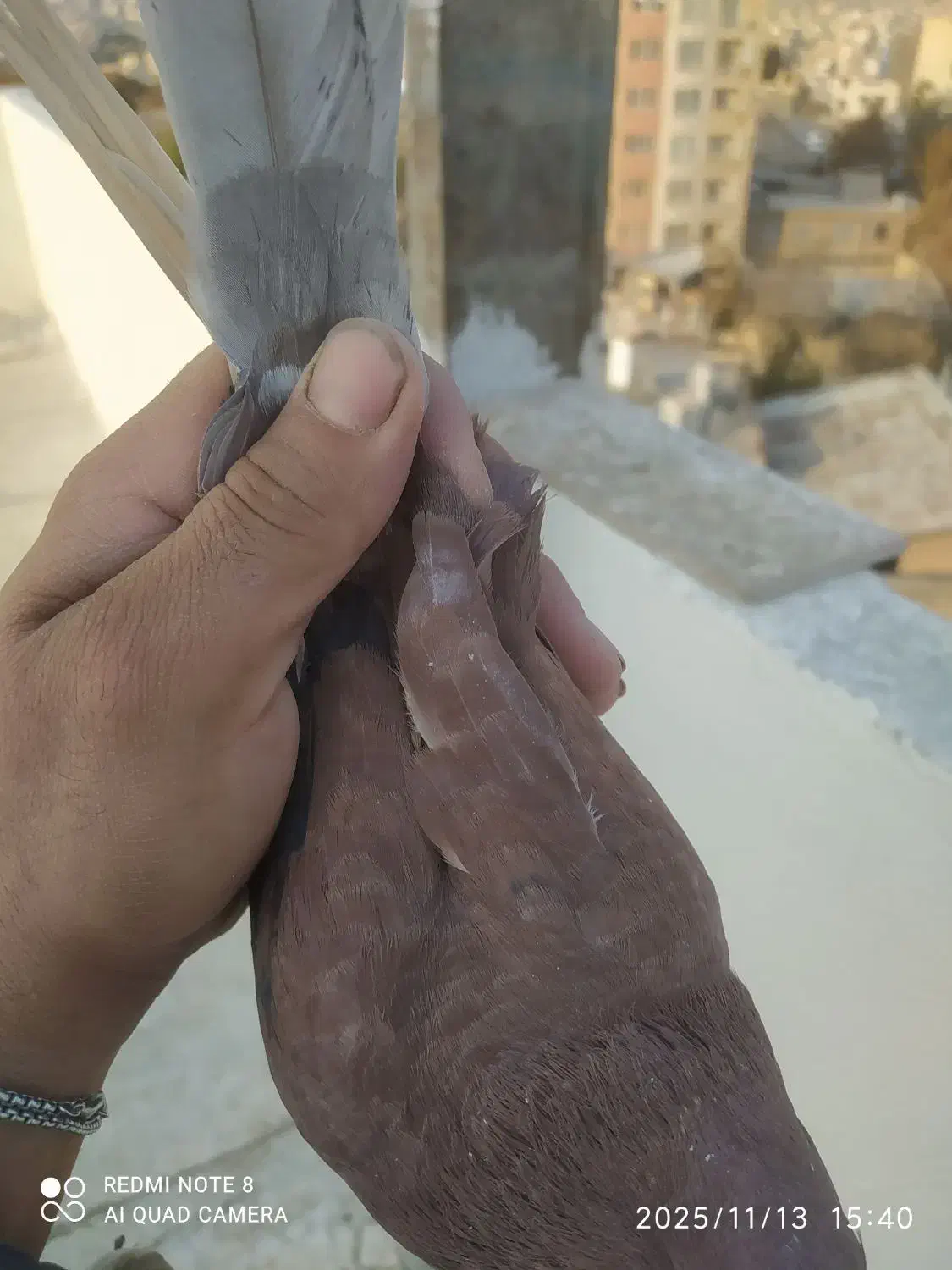 کفتر غریب|پرنده|بومهن, |دیوار