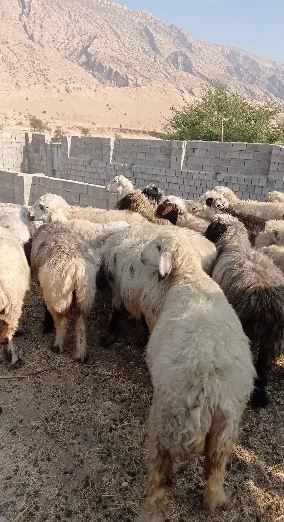 میش ابستن|حیوانات مزرعه|بهبهان, |دیوار