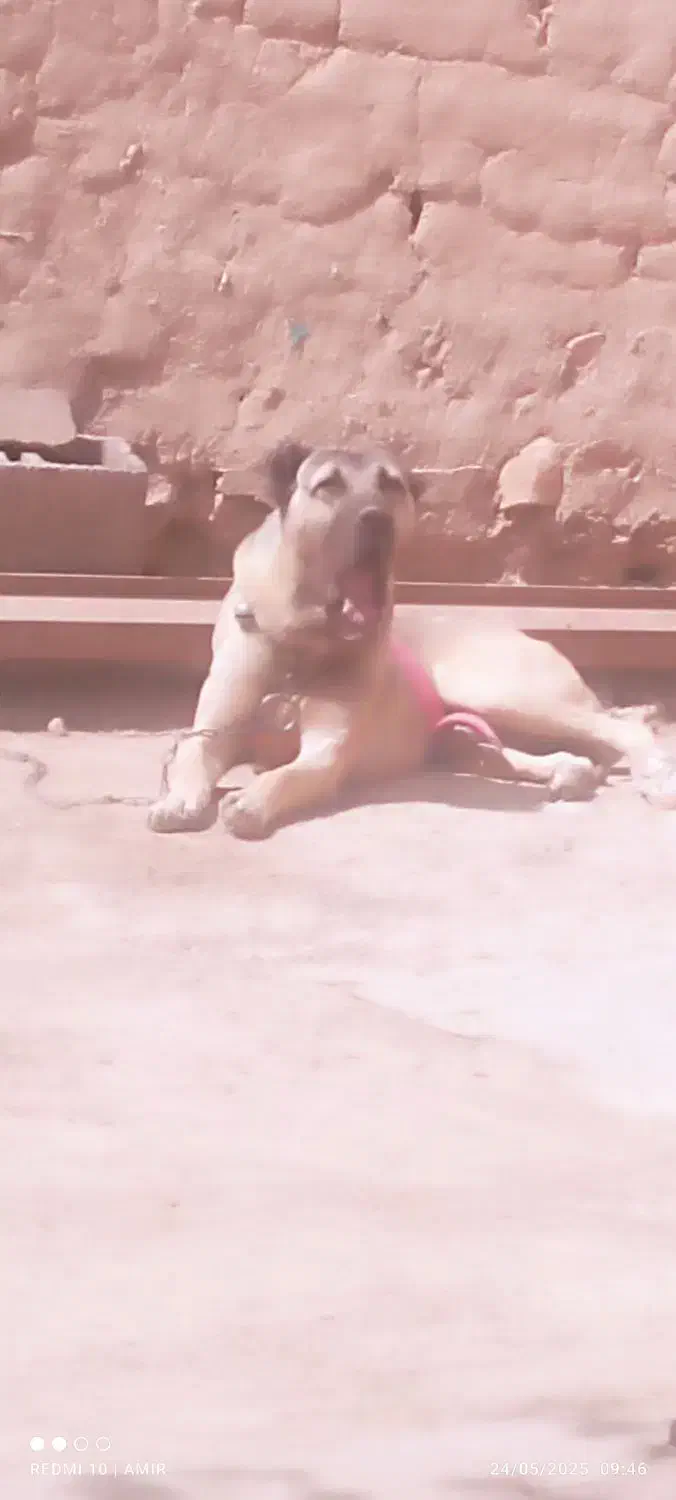 سگ سرابی|سگ|بهار, |دیوار