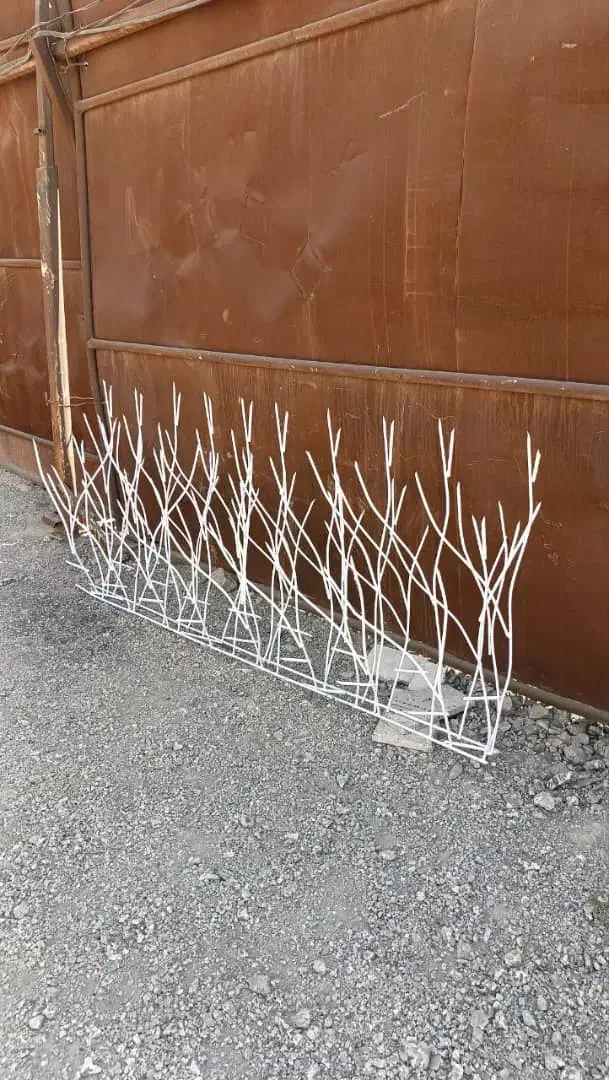 حفاظ شاخ گوزنی|خدمات پیشه و مهارت|چابهار, |دیوار