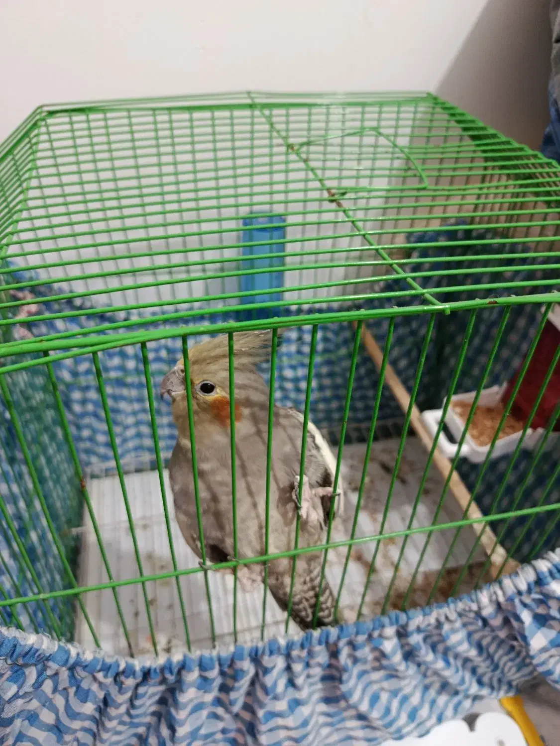 عروس ماده|پرنده|رشت, نخودچر|دیوار