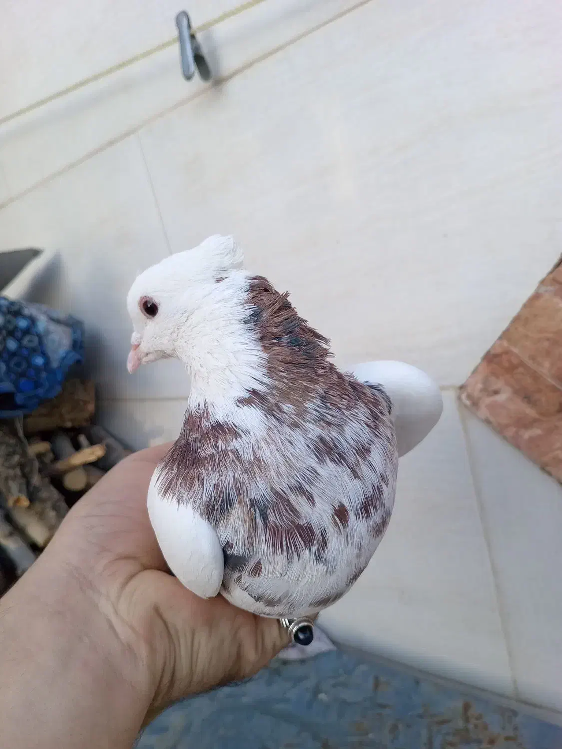 کبوتر|پرنده|نجف‌آباد, یزدانشهر|دیوار