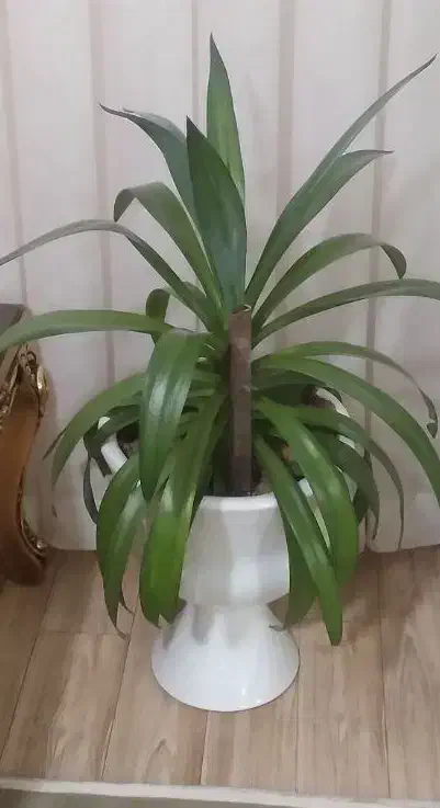 گل طبیعی|گل و گیاه طبیعی|نیشابور, دارایی|دیوار