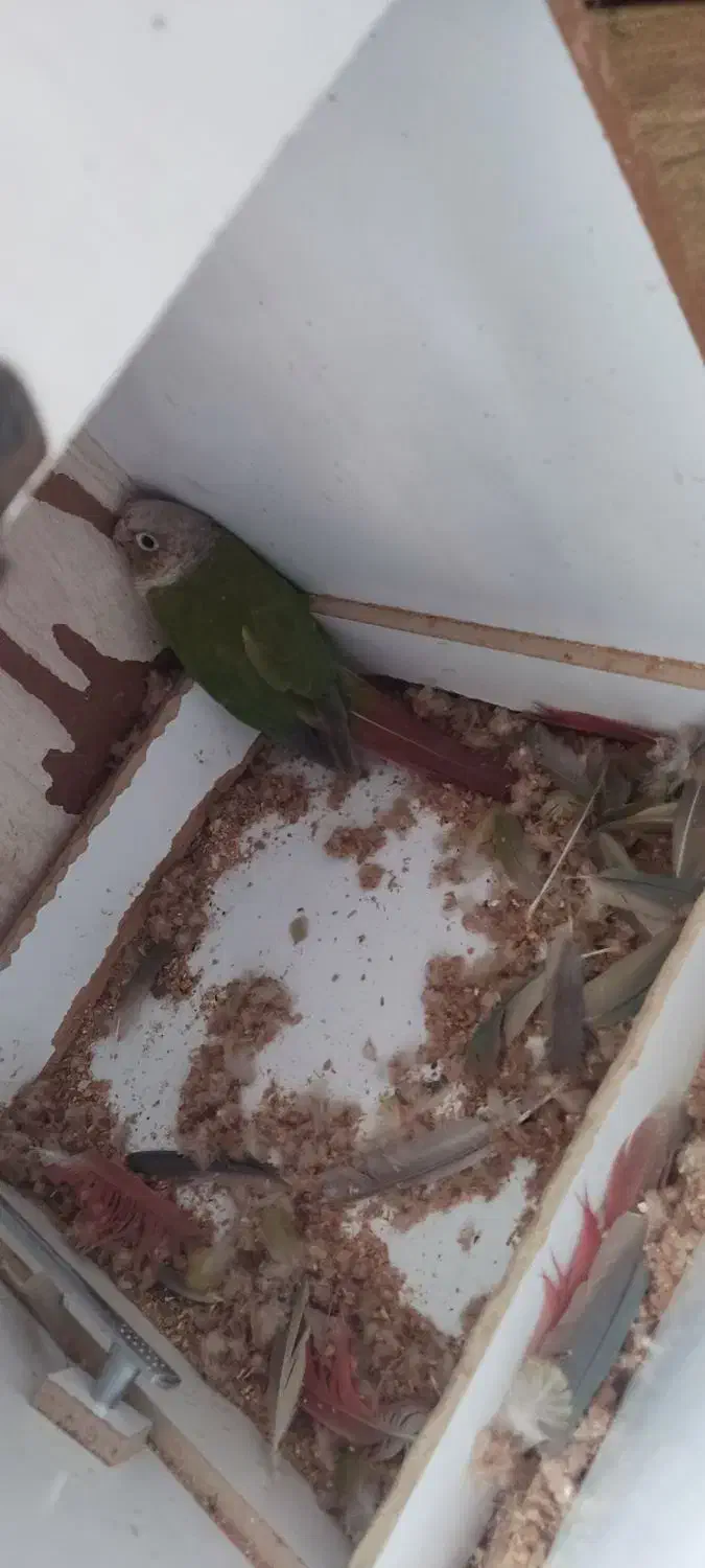 جفت مولد تضمینی گرینچیک آناناسی رد|پرنده|ملارد, |دیوار