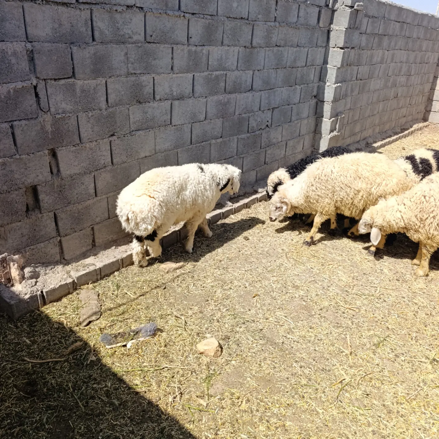 بره|حیوانات مزرعه|خاتم, |دیوار