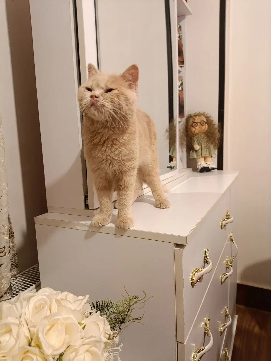 گربه بریتیش|گربه|اصفهان, سرتاوه|دیوار