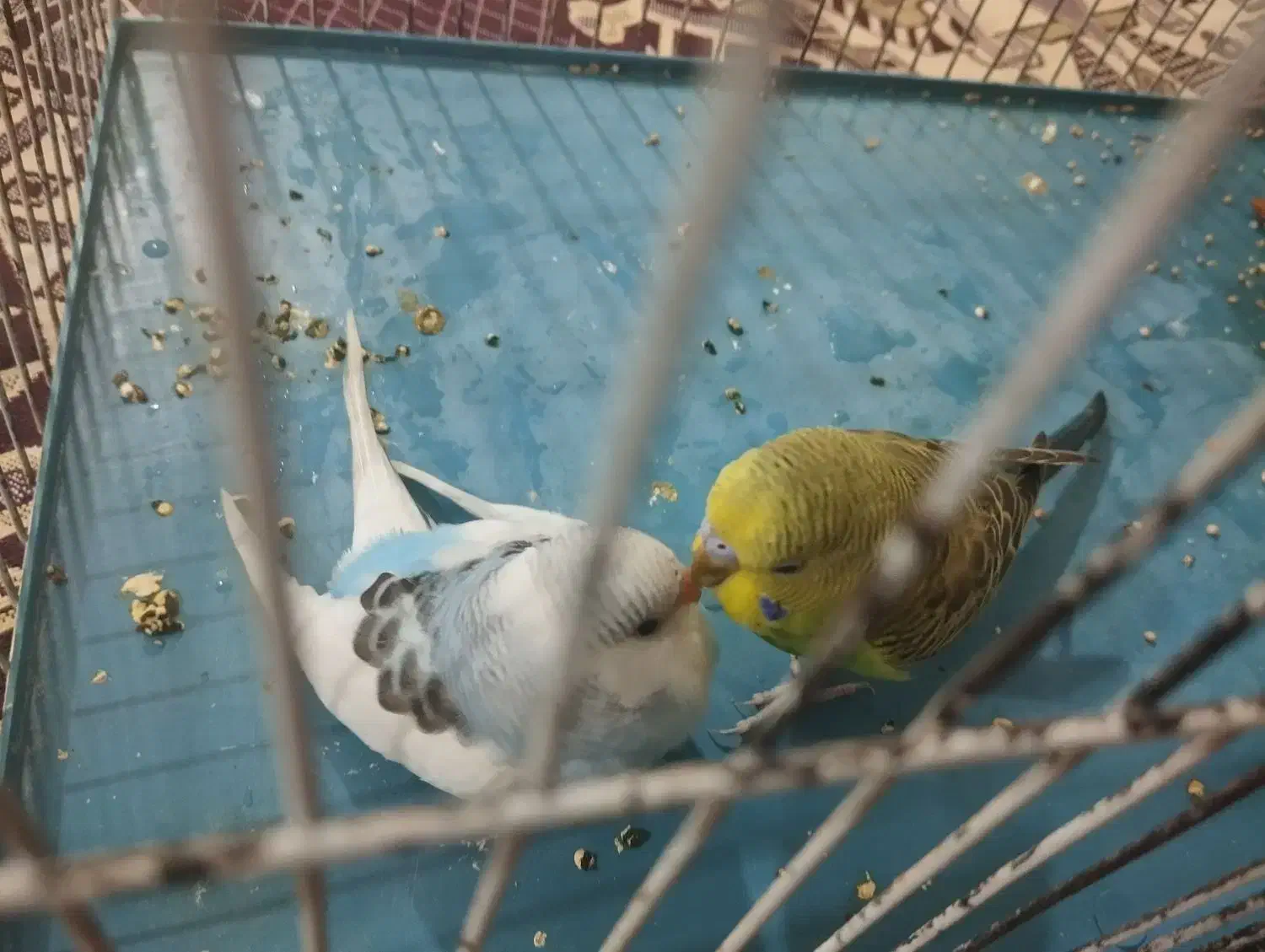 انواع پرنده|پرنده|ماکو, |دیوار