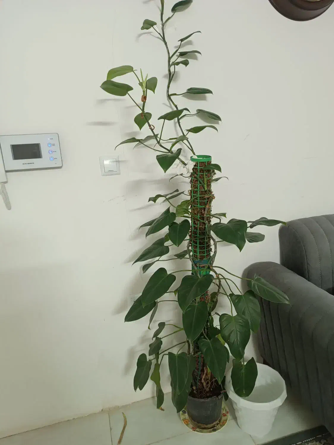 گل طبیعی|گل و گیاه طبیعی|مشهد, رضاشهر|دیوار