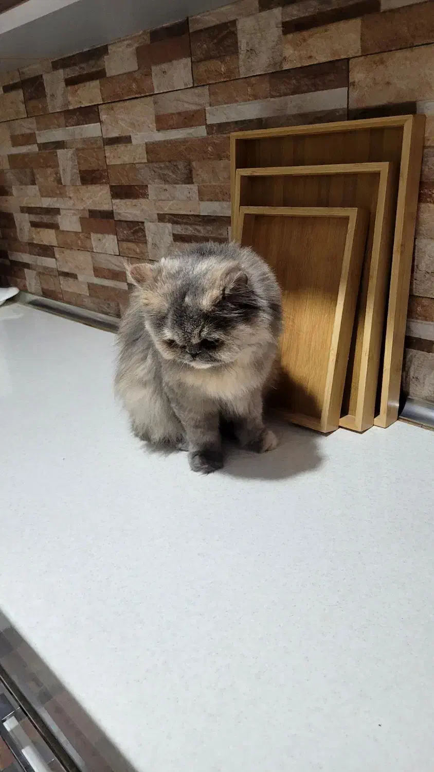 گربه پرشین|گربه|بندرعباس, |دیوار