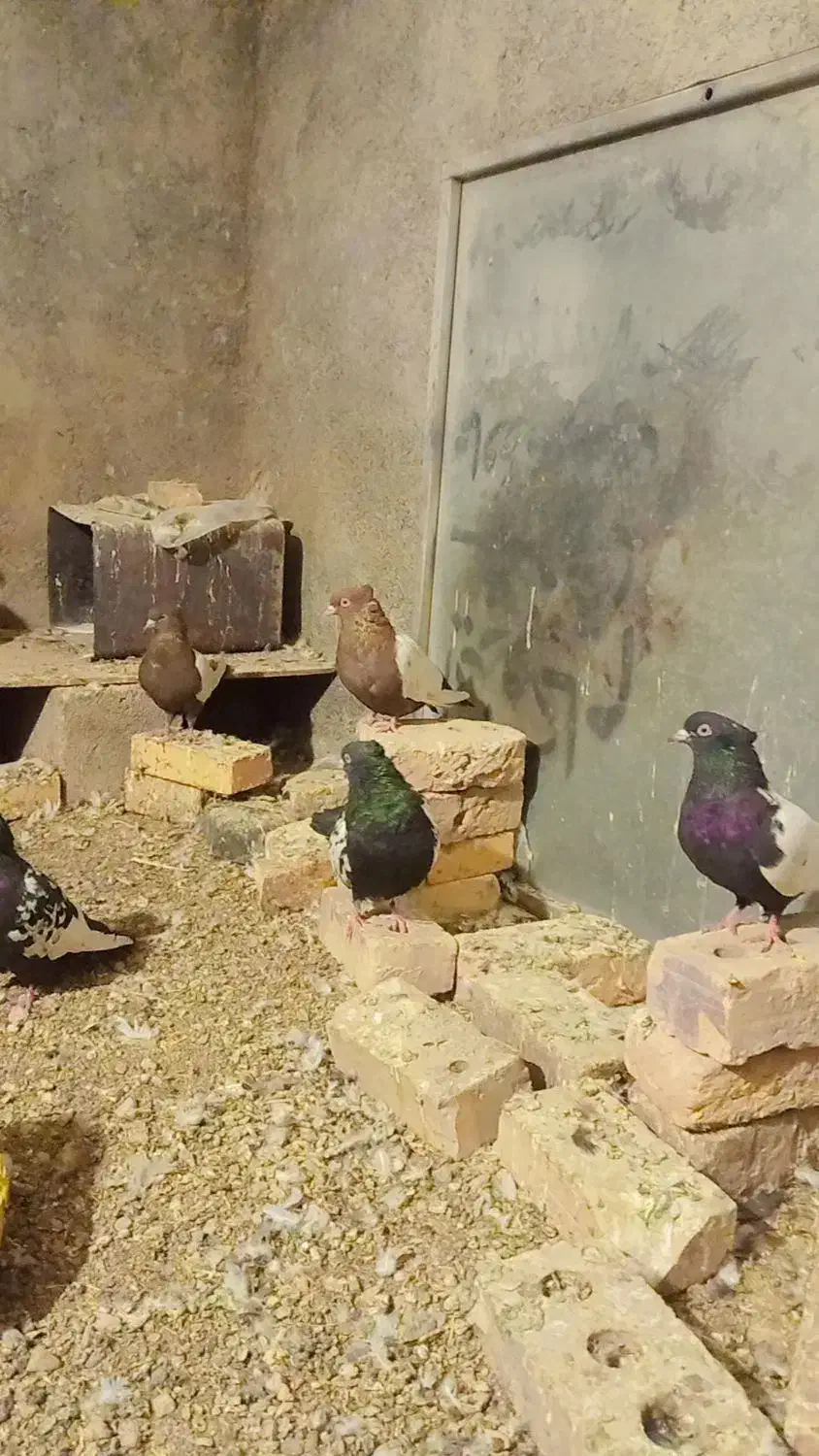 سینه کفتر|پرنده|تربت جام, کشتارگاه|دیوار