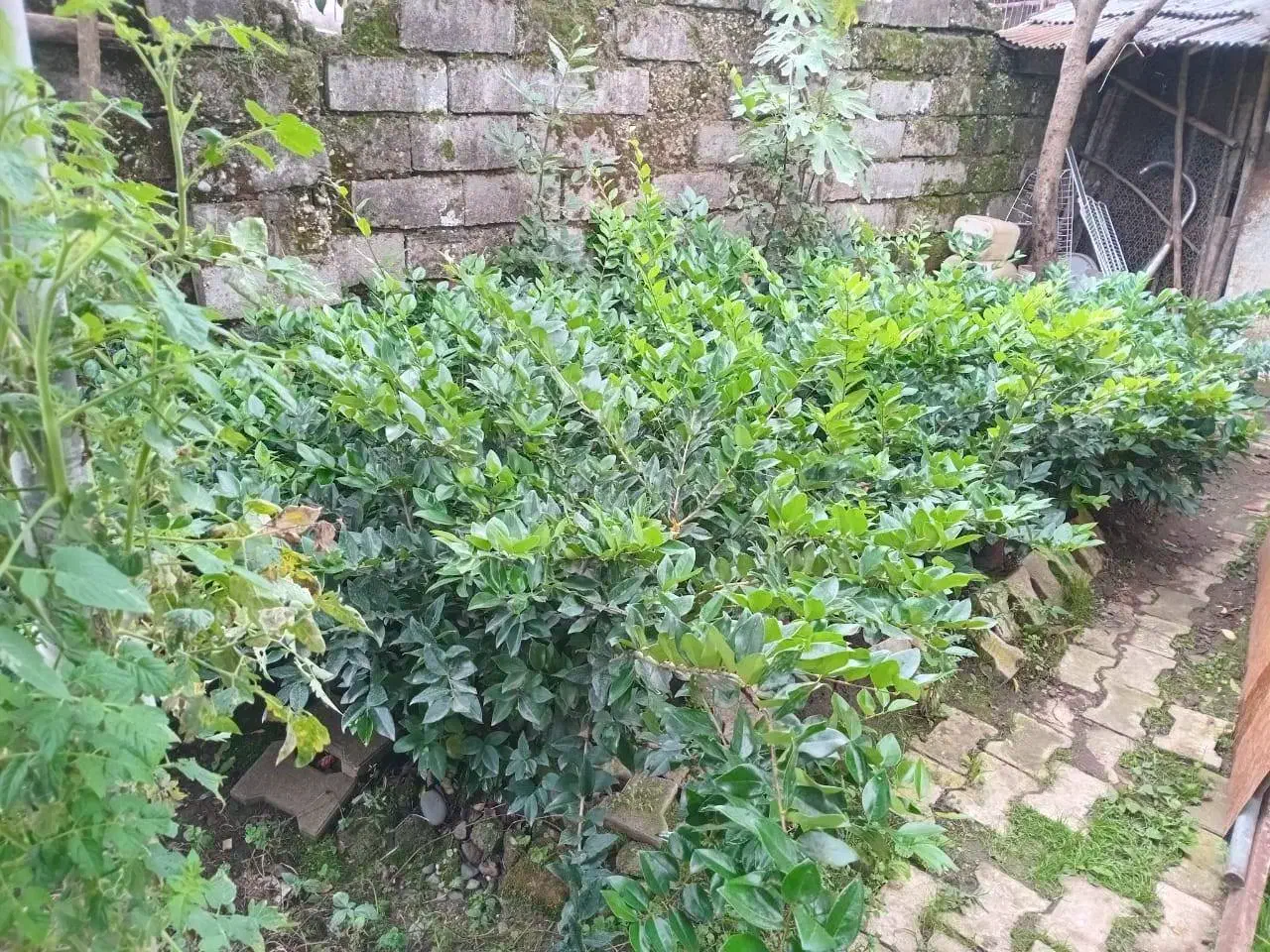 یاس هلندی و پالم|خدمات باغبانی و درختکاری|رودسر, |دیوار