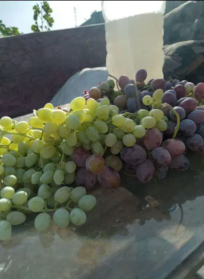 باغچه چهار دیواری ۴۰۹متر با سند مادر /برق کشی شده|فروش زمین و ملک کلنگی|رباط‌کریم, یقه|دیوار